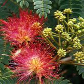Albizia Julibrissin Ombrella