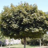 Acer P. Globosum
