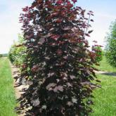 Acer P. Crimson Sentry