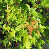 Acer Ginala