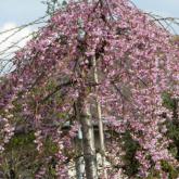 Prunus Subhirtella Pendula