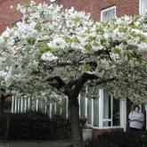 Prunus Serrulata Shirotae