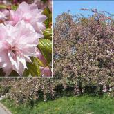 Prunus Kiki-Shidare-Zakura