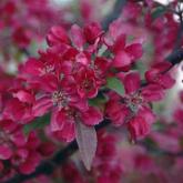 Malus Profusion