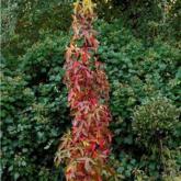 Liquidambar Styraciflua Slender Silhouette