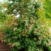 Liquidambar Acalycina