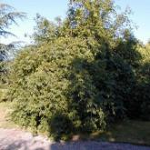Fraxinus Excelsior Pendula
