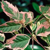 Acer Negundo Flamingo