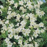 Weigelia Snowflake