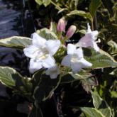 Weigelia Florida Variegata