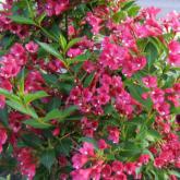 Weigelia Bristol Ruby