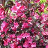 Weigelia Alexandra