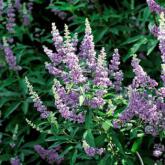 Vitex Agnus Castus F. Latifolia