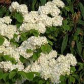 Viburnum Plicatum Popcorn
