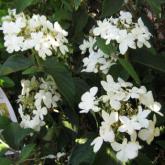Viburnum Plicatum Watanabe