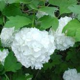 Viburnum Opulus Roseum