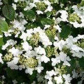Viburnum Nudum Pink Beauty