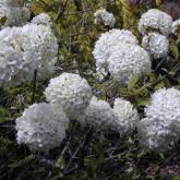 Viburnum Eskimo