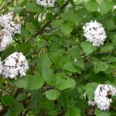 Viburnum Carlesii
