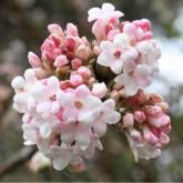 Viburnum X Bodnantense