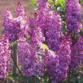 Syringa Vulgaris Princesse Sturdza