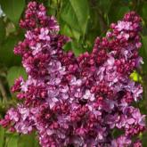 Syringa Vulgaris Prince Wolkonsky