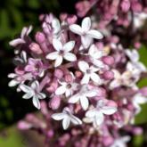 Syringa Persica