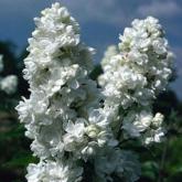 Syringa Vulgaris Mme Lemoine