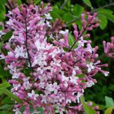 Syringa Microphylla Superba