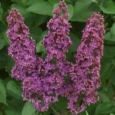 Syringa Vulgaris Souvenir de Louis Spath