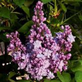 Syringa Vulgaris Konchalovskii