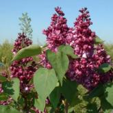 Syringa Vulgaris Edward Harding