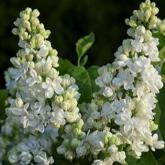 Syringa Vulgaris Dentelle d'Anjou