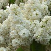 Syringa Vulgaris Comtesse d'Harcourt