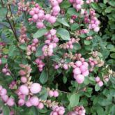 Symphoricarpos Mother of Pearl