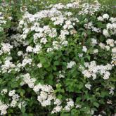 Spirea X Van Houttei
