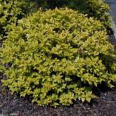 Spirea Japonica Gold Flame