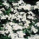 Spirea Niponica Halward's Silver