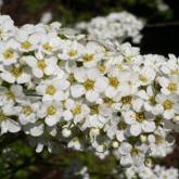 Spirea Grefsheim
