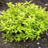 Spirea Goldmound