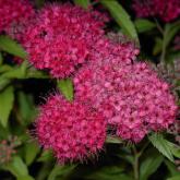 Spirea Japonica Anthony Waterer