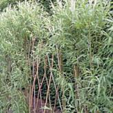 Salix Vinimalis