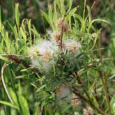 Salix Repens Rosmarinifolia