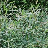 Salix Purpurea Nana
