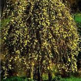 Salix Caprea Pendula Kilmarnock