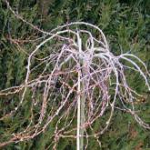 Salix Caprea Curly Locks