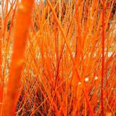 Salix Alba Chermesina