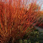 Salix Alba Chermesina