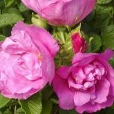 Rosa Rugosa Pussy