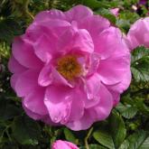 Rosa Rugosa